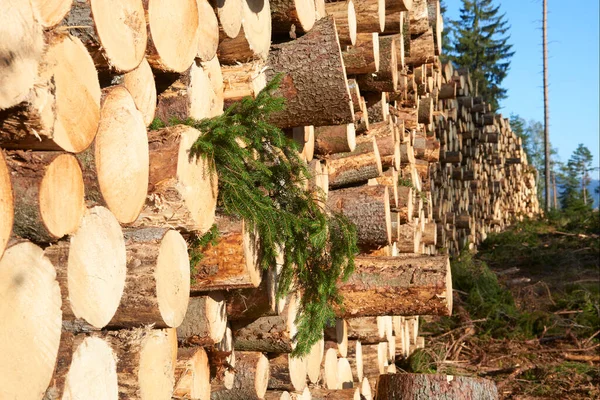 Pile Wooden Logs Stacked Together — Fotografia de Stock