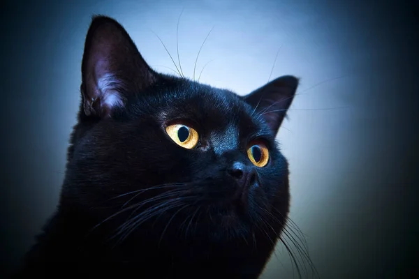 Gato Pele Preta Com Olhos Amarelos Estúdio — Fotografia de Stock