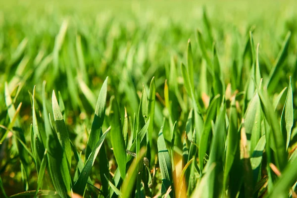 Växande Grönt Gräs Arkiveras Sommar Äng — Stockfoto