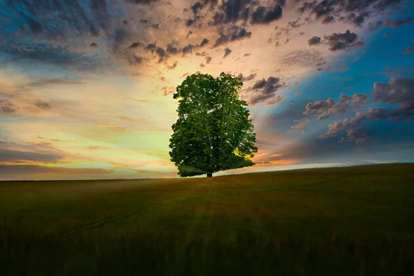 Beautiful Nature Filed Tree Sunset Sky — Stockfoto