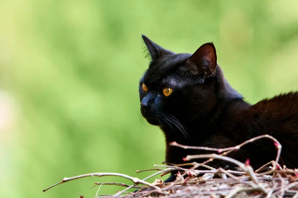 Purebred Black Fur Cat Outdoors Nature — Stockfoto