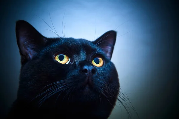 Черный Меховой Кот Желтыми Глазами Студии — стоковое фото