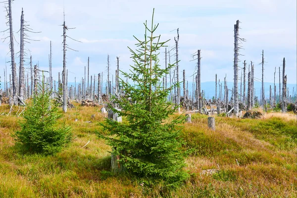 Kácený Les Odlesněné Plochy Obnažený Les Zkažené Životní Prostředí — Stock fotografie