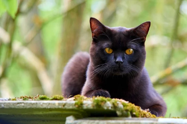 Puro Preto Pele Gato Livre Natureza — Fotografia de Stock