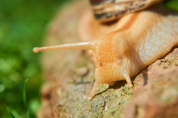 Salyangoz Doğada Sürünüyor Yaz Günü — Stok fotoğraf