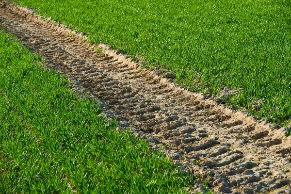 Landsbygd Fält Med Traktor Däck Rullas Marken Och Grönt Gräs — Stockfoto