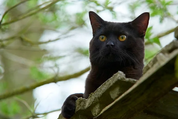 野外纯种黑毛猫 — 图库照片