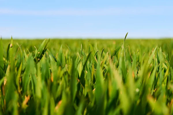 Crescente Grama Verde Arquivado Prado Verão — Fotografia de Stock