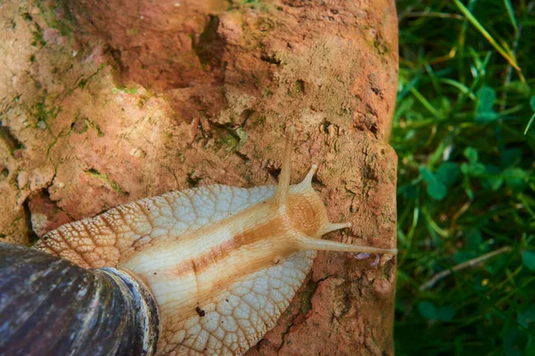 Pełzanie Ślimak Ślimak Zewnątrz Przyrodzie — Zdjęcie stockowe