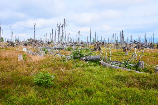 felled forest, deforested areas, Forest denuded, environment spoiled