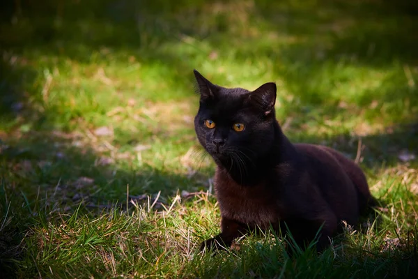 外面绿草丛中的黑毛猫 — 图库照片