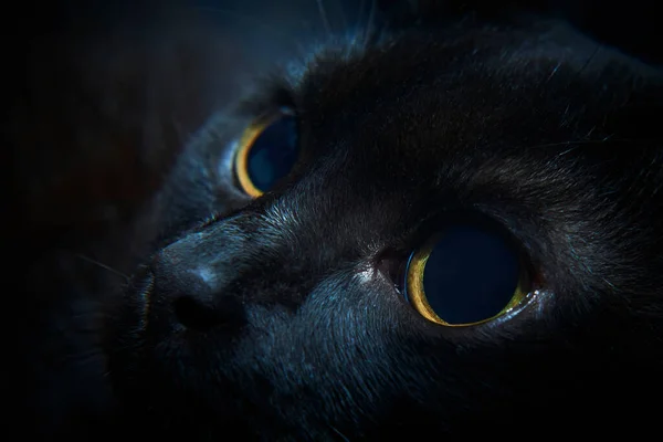 Czarny Futro Kot Żółty Oczy Studio — Zdjęcie stockowe
