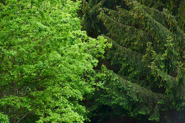 夏の自然緑の葉を持つ木は — ストック写真