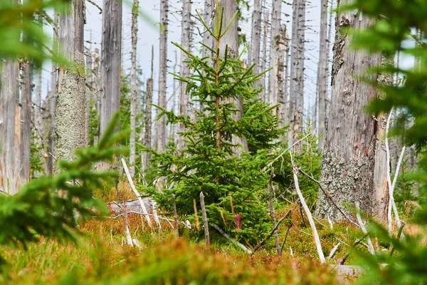 Bosque Con Árboles Secos Medio Ambiente Cambio Climático — Foto de Stock