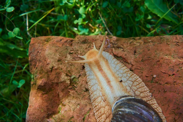 Salyangoz doğada, yaz günü, sarmal pomatia