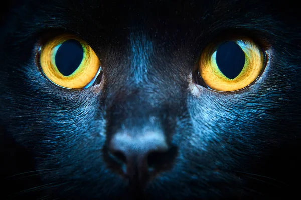 Black Fur Cat Yellow Eyes Studio — Stockfoto