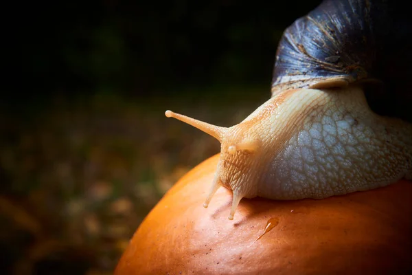 Parkta sürünen küçük kahverengi sarmal salyangoz, Helix pomatia