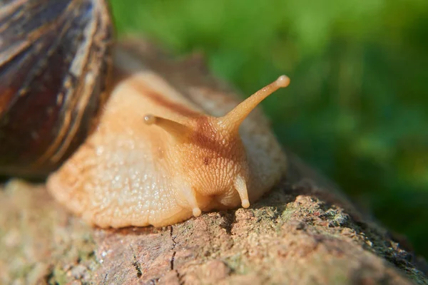 Crawling Small Brown Helix Snail Park Helix Pomatia — Stock Photo, Image