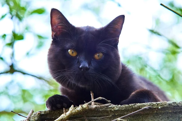 Purebred Black Fur Cat Outdoors Nature — Stockfoto
