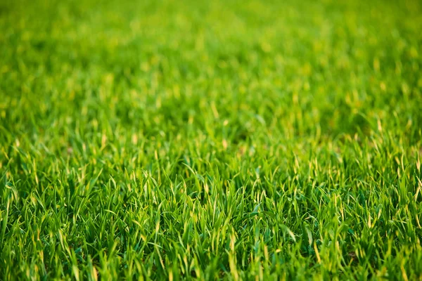 Zomerveld Groeiend Groen Gras Weide — Stockfoto