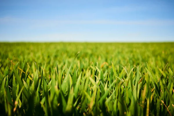 Crescente Campo Grama Verde Céu Azul Prado — Fotografia de Stock