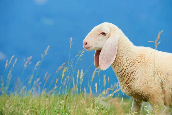 one little white lamb in mountains green grass meadow 