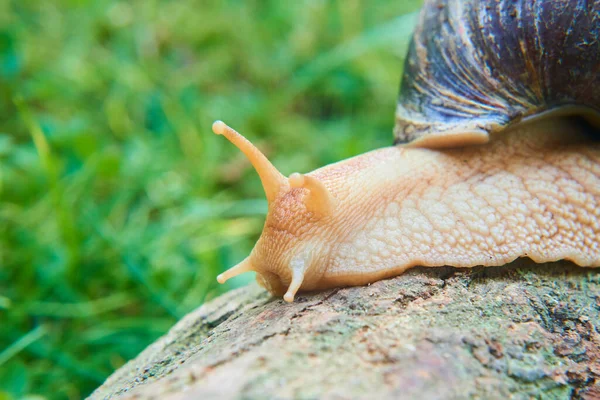 Gatear Caracol Babosa Aire Libre Naturaleza —  Fotos de Stock