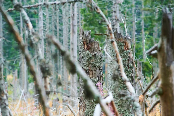 森林や環境気候変動は — ストック写真