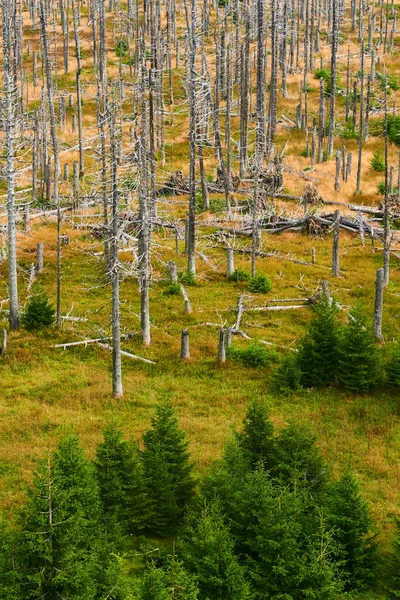 Bosque Con Árboles Secos Medio Ambiente Cambio Climático — Foto de Stock