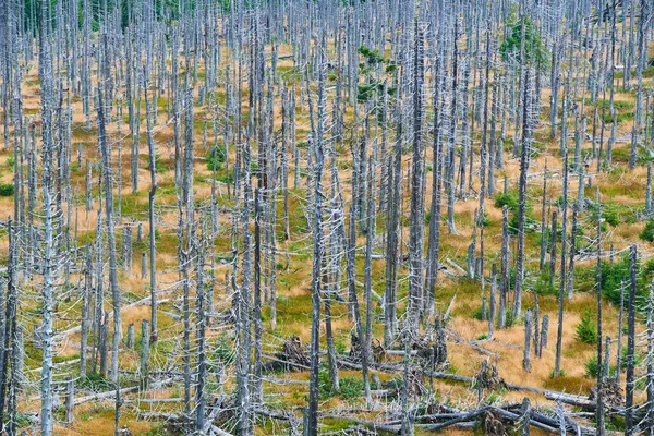 felled forest, deforested areas, Forest denuded, environment spoiled