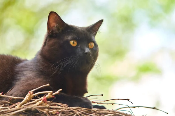 野外纯种黑毛猫 — 图库照片