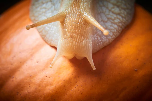 Elica Marrone Lumaca Strisciando Sulla Zucca Arancione — Foto Stock