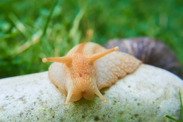 Slug Snail Crawling Nature Summer Day — Stock Photo, Image