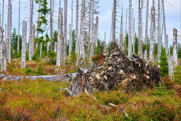 Bosque Talado Áreas Deforestadas Bosque Desnudo Medio Ambiente Estropeado — Foto de Stock