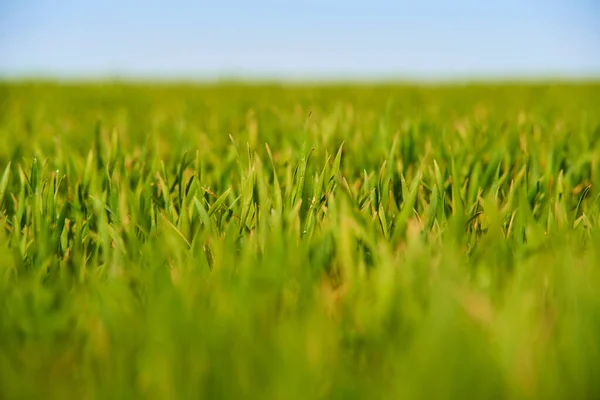 Растущей Зеленой Травы Летние Луга — стоковое фото