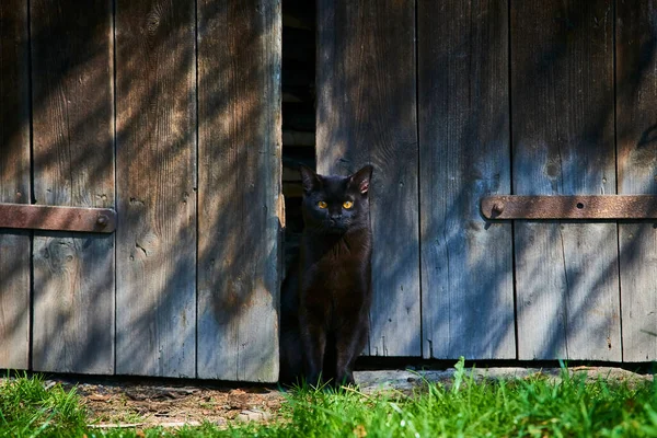 蓝色篱笆前的黑猫 — 图库照片
