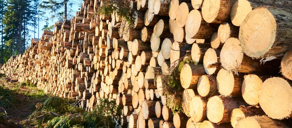 Pile Wooden Logs Stacked Together — Fotografia de Stock