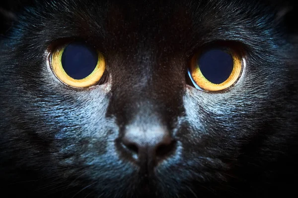 Gato Pele Preta Com Olhos Amarelos Estúdio — Fotografia de Stock