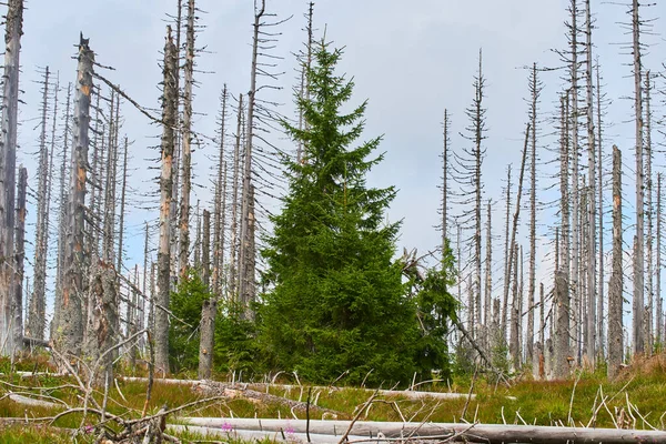 Erdő Száraz Fákkal Környezet Éghajlatváltozás — Stock Fotó