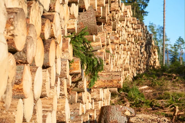 brown tree logs pile in forest