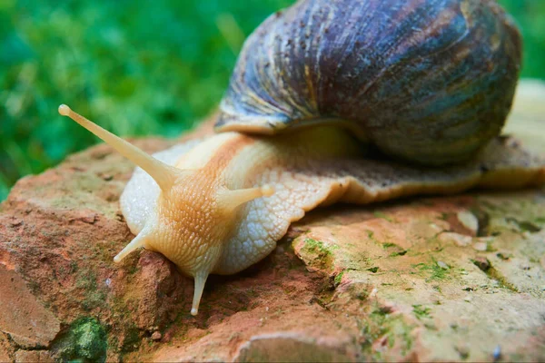 Lesma Caracol Natureza Dia Verão Hélice Pomatia — Fotografia de Stock