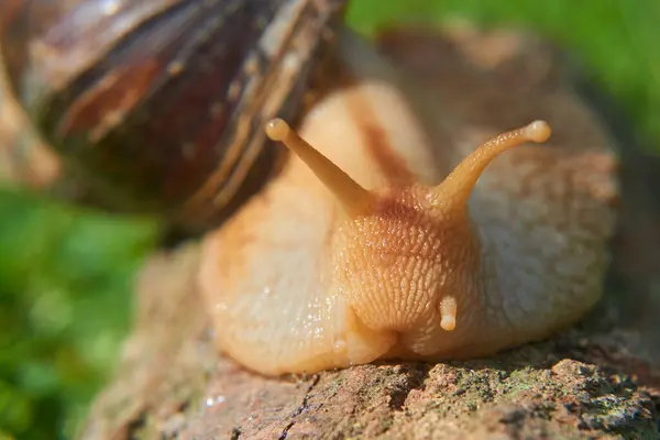 Doğada Sürünen Sümüklü Böcek — Stok fotoğraf