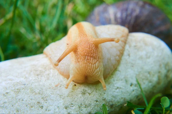 Rastejando Lesma Caracol Livre Natureza — Fotografia de Stock