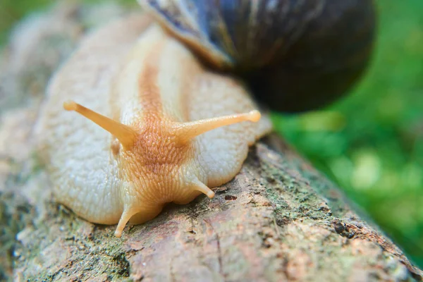 野外爬行的地鼠蜗牛 — 图库照片