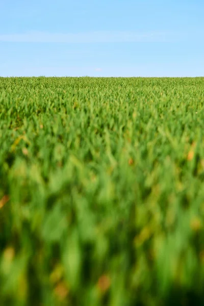 Herbe Verte Croissance Déposée Prairie Été — Photo