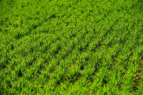 Zomerveld Groeiend Groen Gras Weide — Stockfoto