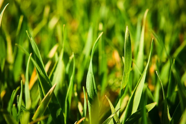 Zomerveld Groeiend Groen Gras Weide — Stockfoto