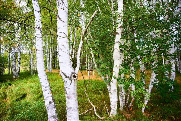 Árboles Verano Bosque Follaje Naturaleza —  Fotos de Stock