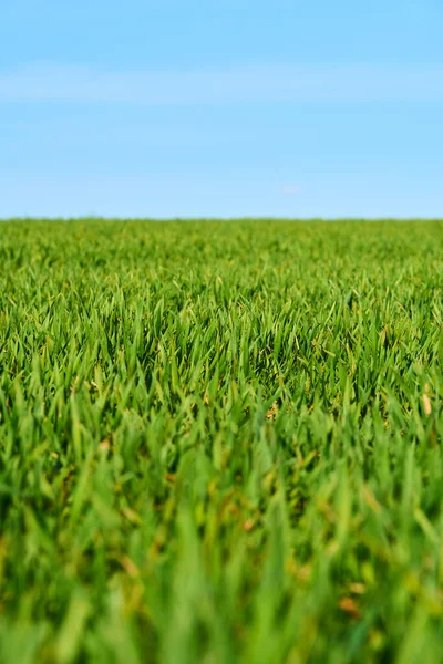 Herbe Verte Croissance Déposée Prairie Été — Photo