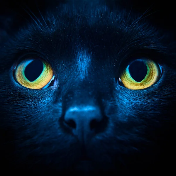 Black Fur Cat Yellow Eyes Studio — Stockfoto